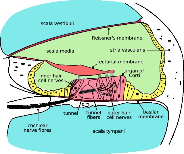 Brain and how we hear